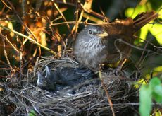 Amsel-6-Tag-9.jpg